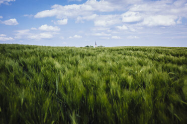 Idyllic, rural green wheat crop and landscape, Brandenburg, Germany - FSIF03909