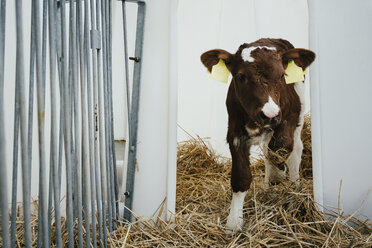 Portrait tagged cow calf - FSIF03913