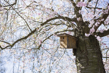 Birdhouse in idyllic spring cherry blossom tree - FSIF03923