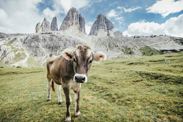 Portrait Kuh auf grüner Wiese unter schroffen Bergen, Naturpark Drei Zinnen, Südtirol, Italien - FSIF03931
