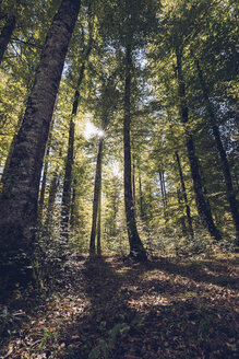 Spanien, Navarra, Wald von Irati, üppiger Wald - RSGF00132