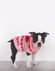 Porträt eines Boston-Terrier-Welpen, der einen rosa Pullover mit Herzen trägt - RTBF01293