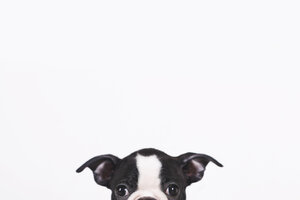 Peeking Boston terrier puppy in front of white background - RTBF01294