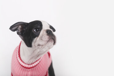 Boston-Terrier-Welpe trägt rosa Pullover und beobachtet etwas - RTBF01295