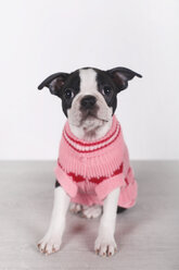 Porträt eines Boston-Terrier-Welpen mit rosa Pullover - RTBF01296