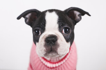 Porträt eines Boston-Terrier-Welpen mit rosa Pullover - RTBF01297