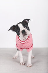 Porträt eines Boston-Terrier-Welpen mit rosa Pullover - RTBF01298