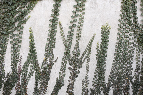 Ivy growing on concrete wall stock photo