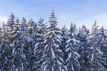 Germany, Bavaria, snowy spruce forest - SIEF08474