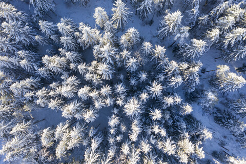 Deutschland, Bayern, Luftbild über verschneitem Fichtenwald, lizenzfreies Stockfoto