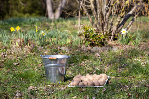 Kartoffeln und Eimer auf Gras, lizenzfreies Stockfoto