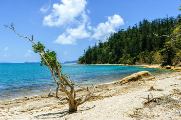 Australia, Queensland, Whitsunday Island, landscape with tree on the beach - KIJF02487