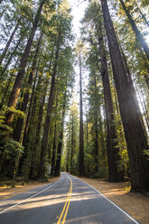 USA, California, road leading through the redwood trees - RUNF01644