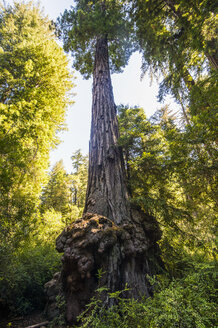 USA, Kalifornien, Redwood State Park, Riesenmammutbaum - RUNF01645