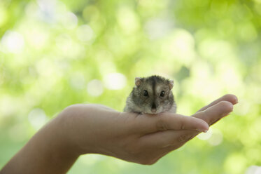 Portrait of hamster crouching in woman's cupped hand - CRF02851