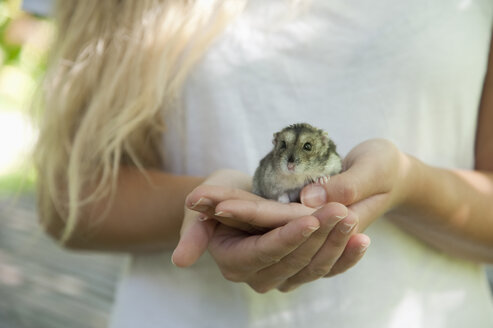 Porträt eines Hamsters, der in der schalenförmigen Hand einer Frau kauert - CRF02852