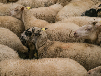 Flock of sheep - JMF00440