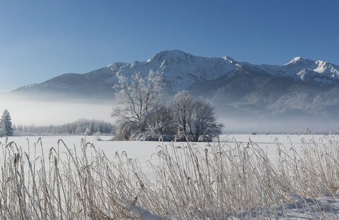 Deutschland, Oberbayern, Werdenfelser Land, Winterlandschaft, Bäume und Schilfgras, lizenzfreies Stockfoto