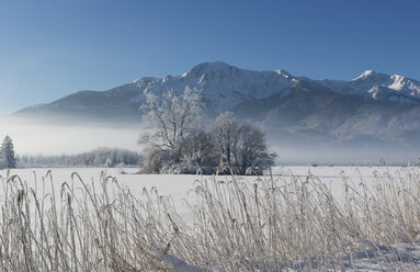 Germany, Upper Bavaria, Werdenfelser Land, winter landscape, trees and reed grass - LHF00623
