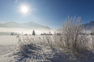 Deutschland, Oberbayern, Werdenfelser Land, Kochel, Winterlandschaft, Schilfgras gegen die Sonne - LHF00624