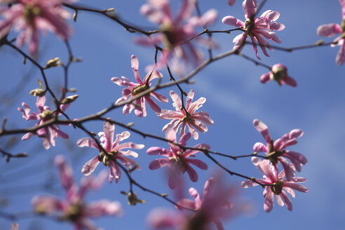 Rosa Blüten des Magnolienbaums gegen blauen Himmel - JTF01198