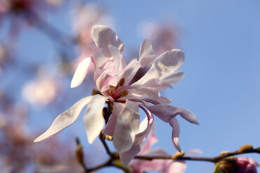 Blüten eines Magnolienbaums, Nahaufnahme - JTF01199