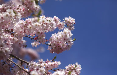 Flowering cherry tree, copy space - JTF01201