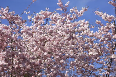 Flowering cherry tree - JTF01202