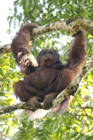 Malaysia, Borneo, Sabah, Borneo-Orang-Utan ,Pongo pygmaeus, Männchen, lizenzfreies Stockfoto