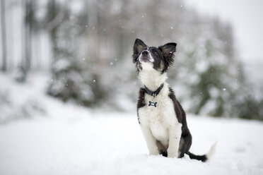Border Collie puppy watching snowfall - MJOF01687