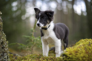 Porträt eines Border Collie Welpen im Wald - MJOF01688