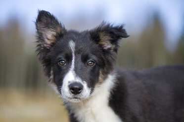 Portrait of Border Collie puppy - MJOF01689