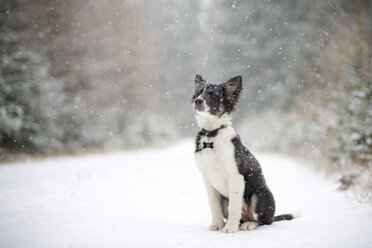 Border Collie puppy in snow - MJOF01690