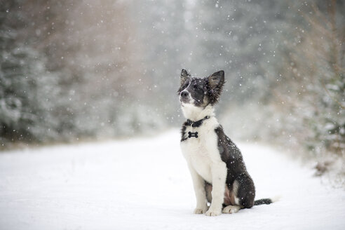 Border Collie Welpe im Schnee - MJOF01690