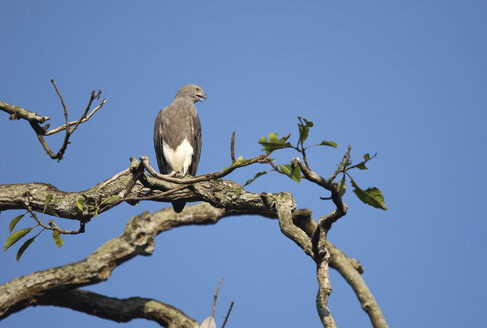 Borneo, Ichthyophaga ichthyaetus, Grey-headed fish eagle perching on a branch - ZC00754