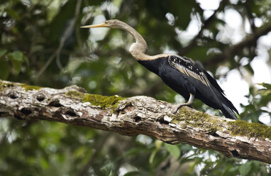 Borneo, Anhinga melanogaster, Darter auf einem Ast sitzend - ZC00757