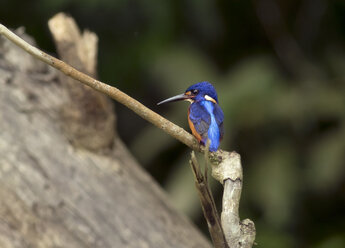 Borneo, Alcedo meninting, Blue-eared kingfisher perching on a twig - ZC00758