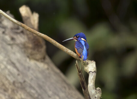 Borneo, Alcedo meninting, Blauohr-Eisvogel auf einem Zweig sitzend - ZC00758