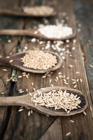 Hafer, Dinkel, Gerste und Buchweizen auf Löffeln, lizenzfreies Stockfoto