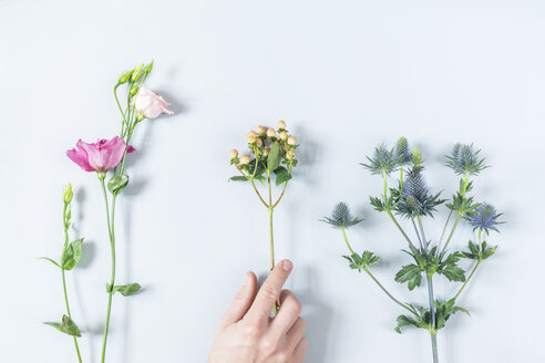 Lisianthusblüte, Eistoma grandiflorum, Johanniskraut, Hypericum Coco, Amethyst-Meerestanne, Eryngium auf hellblauem Hintergrund - MMAF00868