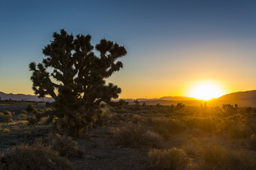 USA, Nevada, Desert bushes at sunset in the desert eastern Nevada - RUNF01688