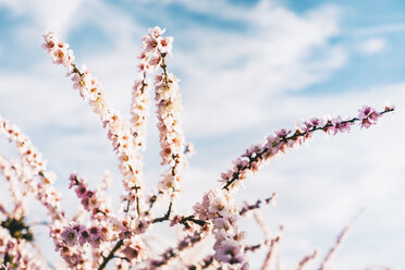 Pfirsichblüten gegen den Himmel - ACPF00501