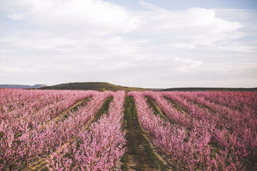 Spanien, Lleida, Pfirsichblüte - ACPF00502