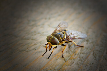 Horsefly, tabanus bromus, close-up - CSF29329