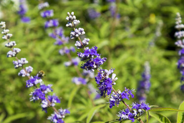 Mönchspfeffer, Vitex agnus-castus - CSF29338