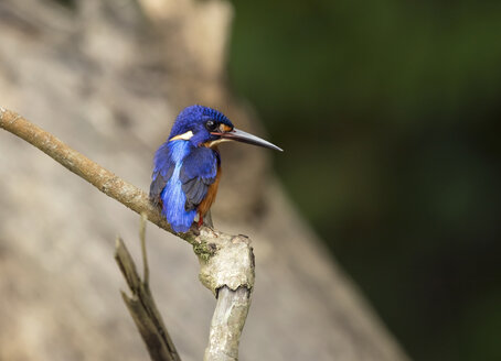 Malaysia, Borneo, Sabah, Kinabatangan-Fluss, Blauohr-Eisvogel - ZC00759