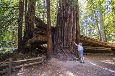 USA, Kalifornien, Big Basin Redwoods State Park, Frau steht vor einem riesigen Redwood-Baum, lizenzfreies Stockfoto