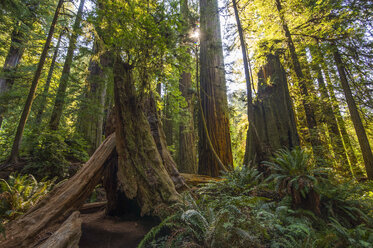 USA, California, Redwood State Park, giant redwood trees - RUNF01723