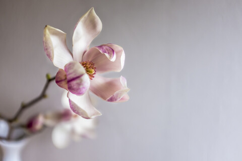 Magnolienblüte, lizenzfreies Stockfoto