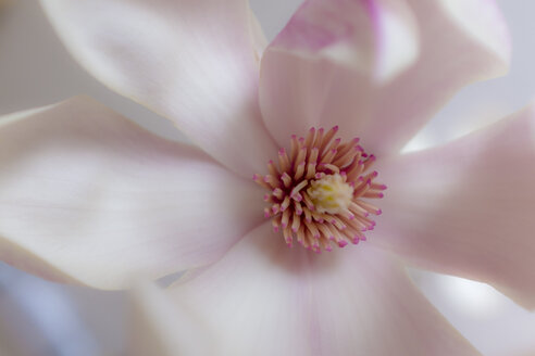 Staubgefäß einer rosa Magnolienblüte - MHF00507